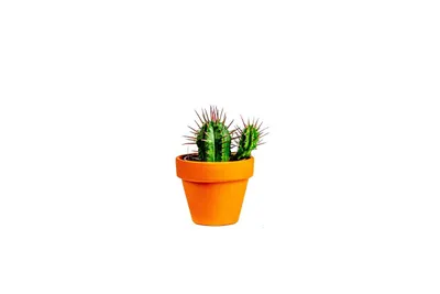 Obrázok produktu pre Gardners Euphorbia Enopla, priemer 6 cm