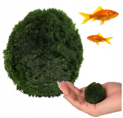 Produktbild von Aquarium Pflanze Marimo Ball Moos Cladophora Gałęzatka kugelförmig 4-6 cm, lebende Wasserpflanze für Aquarium, Teich und Paludarium