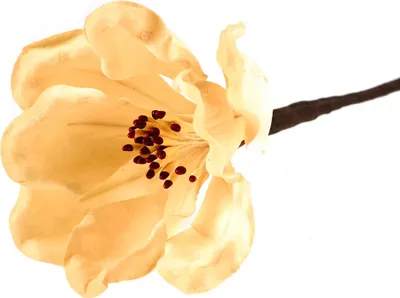 Produktbild von 2 x Blume Blüte mit Stiel, Länge 20cm, Dekoration Floristik dekorieren, Farbwahl