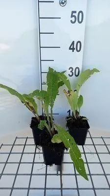 Immagine prodotto di 6 x Inula helenium - Alant - vaso 9 x 9 cm