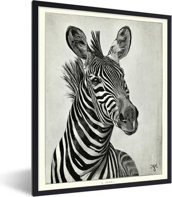 Produktbild von MuchoWow® Gerahmtes Poster Eine schwarz-weiße Illustration eines Zebras 60x80 cm - Poster mit Schwarzem Bilderrahmen Wandposter Rahmen Foto Bilder - Premium - Wanddeko Wohnzimmer