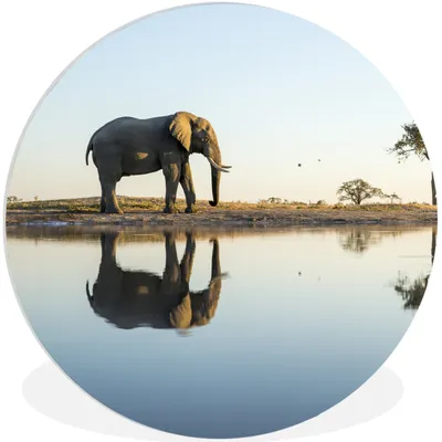 Produktbild von MuchoWow® Rundes Wandbild - Runde Bilder Elefant - Wasser - Bäume - Tiere - Natur Ø 60 cm Kreis Wanddekoration Kunststoff - Wandkreis - Wandschmuck - Wand Kreis - Das Schlafzimmer - Die Bilder - Wandmalerei - Kunst für das Haus - das Plastik
