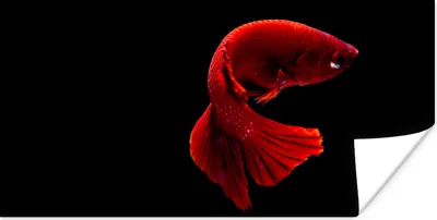 Produktbild von MuchoWow® Poster Fisch - Rot - Schwarz 40x20 cm - Poster für die Wand - Poster Schlafzimmer