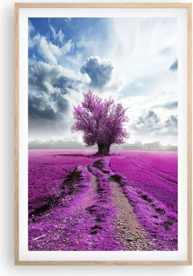 Produktbild von Gerahmtes Poster - Rahmen in heller Eiche - Heidefeld Baum Wolken Landschaft - 61x91,5 cm - Wand Bild - Wanddeko - Wandbilder - Wandposter - Bilderrahmen - Bilder - Kunstdruck - P2NPA61x91-2547