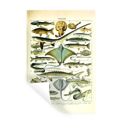 Produktbild von MuchoWow® Wandtattoo Wandsticker Wandaufkleber Fische - Meerestiere - Tiere 20x30 cm Selbstklebend und Repositionierbar - Sticker - Dekorfolie