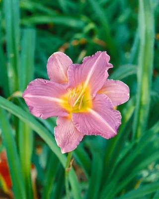 Produktbild von Hemerocallis x cult. 'Blue Sheen', Taglilie, blauviolett, ca. 11x11 cm Topf