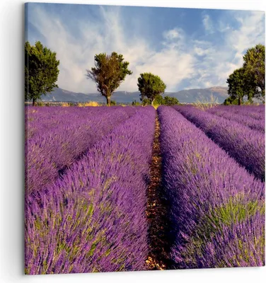 Produktbild von Bild auf Leinwand - Leinwandbild - Landschaft Wiese Pflanzen - 50x50cm - Wand Bild - Wanddeko - Leinwanddruck - Bilder - Kunstdruck - Wanddekoration - Leinwand bilder - Wandkunst - AC50x50-0128