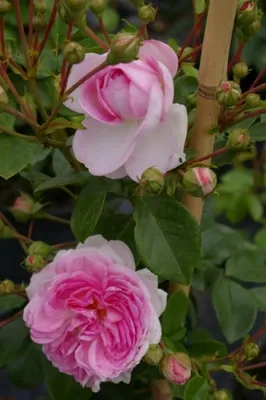Produktbild von Kletterrose Jasmina® - Rosa - Duft++ - Kordes-Rose - ADR-Rose