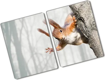 Produktbild von Tulup Glas Herdabdeckplatte - 2x40x52 cm - Glaskeramikkochfeld-Abdeckung Spritzschutz Glasabdeckplatte Kochplattenabdeckung und Schneidebrett - Zweiteilig - Tiere - Eichhörnchen - Orange