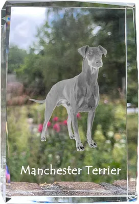 Produktbild von Manchester Terrier - Kristall mit einem Hundebild, Bild im Glas, moderne Ausstellung des Art-Dog-Bildes.