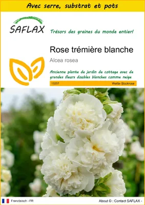 Image de SAFLAX Ensemble de culture - Rose trémière blanche - 100 graines - Alcea