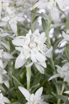 A close-up view of several white Edelweiss flowers with green stems and leaves.