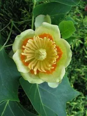 Produktbild von 10 x Echter Tulpenbaum - Liriodendron tulipifera | 40-60 cm wurzelnackt