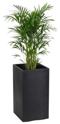 Zdjęcie produktu dla HowHomely | Donica – czarny – 30 x 30 x 60 cm – donica na kółkach – praktyczna – dekoracyjna