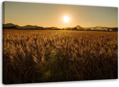 Produktbild von Leinwandbild maisfeld 120x80 cm Feeby braun wandbild bereit zum aufhängen