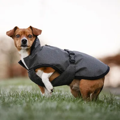 Image de Couverture réfléchissante Bucas Reflectglow pour chien - Taille 30 - Couverture pour chien