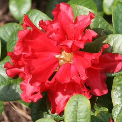 Image de Rhododendron 'Scarlet Wonder' | 20-30 cm en pot