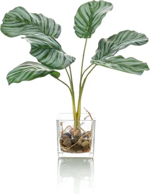 Produktbild von artplants.de Deko Calathea Orbifolia AGINA im Glastopf, grün-weiß, 35cm - Grünpflanze künstlich
