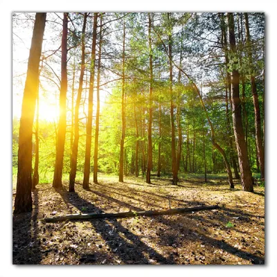 Produktbild von Wallario selbstklebende Möbelfolie/ Tischdecke für Innen und Außen, Größe: 90 x 90 cm - Sonnenstrahlen tief hinter dem Wald