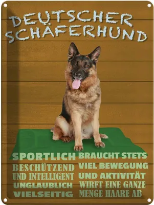 Produktbild von vianmo Blechschild 40x30 cm Deutscher Schäferhund Hund