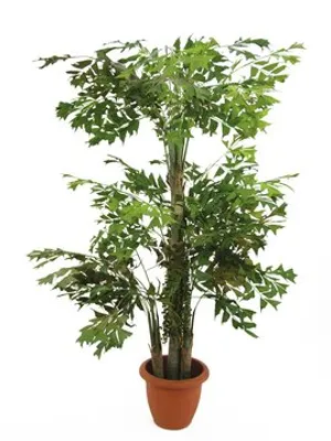 Zdjęcie produktu dla EUROPALMS Palma Fishtail, sztuczna roślina, 380 cm