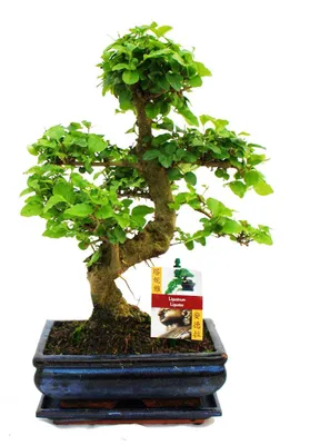 Produktbild von Chinesischer Liguster als Bonsai – Ligustrum sinensis – ca. 8 Jahre alt