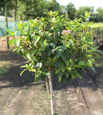 Obrázok produktu pre Stredomorská snehová guľa Viburnum Tinus štandard 60 - 80 cm stálezelený