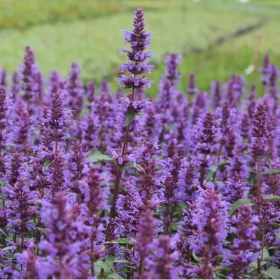 Produktbild von 6 x Runzelige Duftnessel - Agastache 'Purple Haze' | Topf 9cm x 9cm