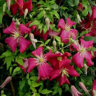 Immagine prodotto di 2 x  Clematide  - Clematis 'Madame Jules Correvon'  | 50-60 cm in contenitore