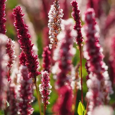 Produktbild von 6 x Knöterich  - Persicaria affinis 'Superba'  | Topf 9cm x 9cm