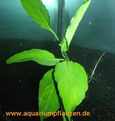 Produktbild von 1 Topf Spathiphyllum petite, Speerblatt barschfest