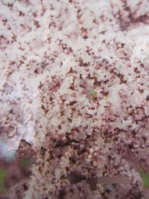 Produktbild von Tamarix ramosissima Hulsdonk White - Weiße Tamariske - 30-40