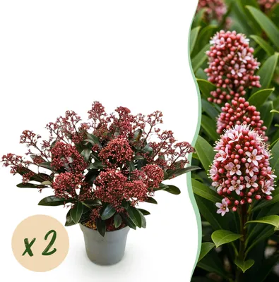 Zdjęcie produktu dla Skimmia japonica Rubella - kwiat czerwony - 15+ kwiatów - 2 rośliny - mrozoodporna - 30cm - Ø15cm - Roślina ogrodowa