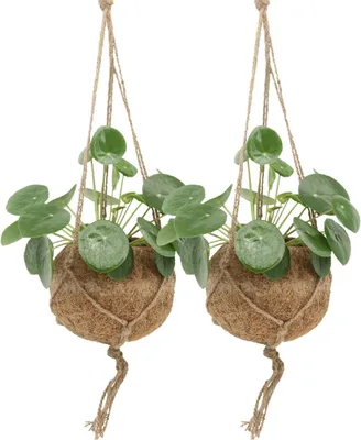 Produktbild von Kokodama Pilea Peperomioides 2 Pflanzen 20cm ø15 Nachhaltige Pfannkuchenpflanzen