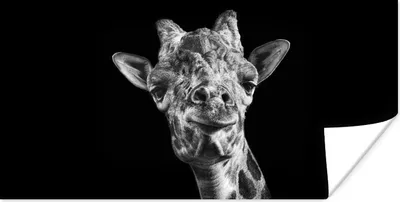 Produktbild von MuchoWow® Poster Giraffe - Tier - Schwarz - Weiß 160x80 cm - Foto Poster