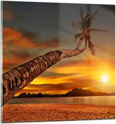 Produktbild von Bilder auf glas - Palme Landschaft Sonne - 40x40cm - Glasbilder - Wandbilder - Kunstdruck - zum Aufhängen bereit - Wanddekoration aus Glas - Glas Bilder - Wandbild auf Glas - Einteilig - GAC40x40-0162