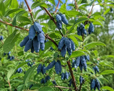 Produktbild von SaatPilot Lonicera caerulea 100 Samen Blaue Heckenkirsche