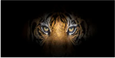 Produktbild von MuchoWow® Poster Tiger - Auge - Tier 120x60 cm - Bild