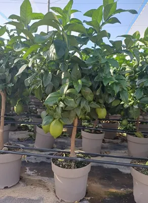 Produktbild von Sunny Tree - Zitronenbaum große 90 Zentimeter - Citrus Limon - Obstbaum - Sonnige Standorte - Fruchtbildend - 3-jähriger Zitronenbaum