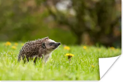 Produktbild von MuchoWow® Poster Igel im Gras 120x80 cm - Bilder