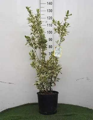 Image de Euonymus jap. 'Bravo' - Arbuste à ailes de liège 60- 80 cm conteneur
