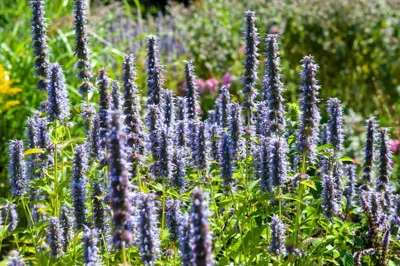 Obrázok produktu pre Agastache ‘Black Adder’ 24 rastlín, 10 - 25cm, Ø9cm, vonavá trvalka, tmavo