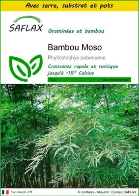 Image de SAFLAX Ensemble de culture - Bambou Moso - 20 graines - Phyllostachys