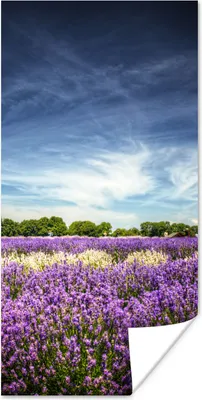 Produktbild von MuchoWow® Poster Blauer Himmel über Lavendel in der Natur 80x160 cm - Kinderzimmer