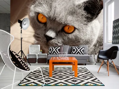 Produktbild von Vlies Fototapete 400x280 cm Tapeten Wandtapete XXL Tier Katze g-A-0109-a-a