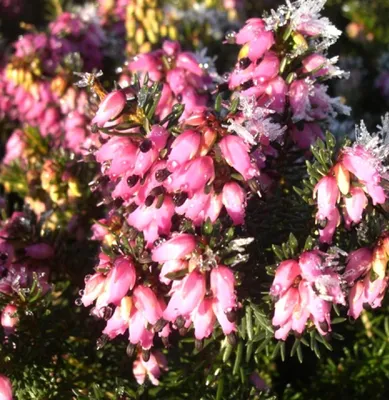 Produktbild von Erica carnea Eva Winterheide immergrün 10 - 15 cm