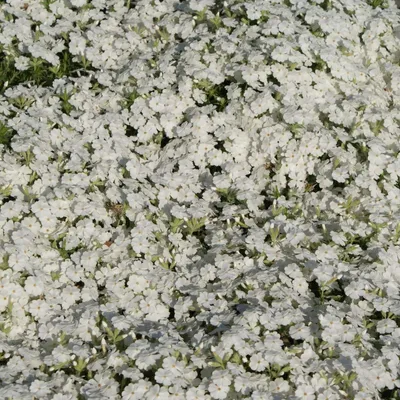 Produktbild von 12 Pflanzen Polsterphlox 'Maischnee', Phlox subulata, P9 Topf