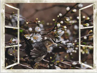 Produktbild von ARTland Wandbild Alu für Innen & Outdoor Fensterblick - Kirschblüten mit Amsel Größe: 60x45 cm