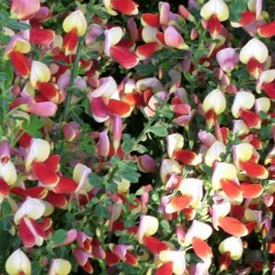Obrázok produktu pre 2 x  zlatovka  - Cytisus 'Palette'  | 40-60 cm v kontajneri