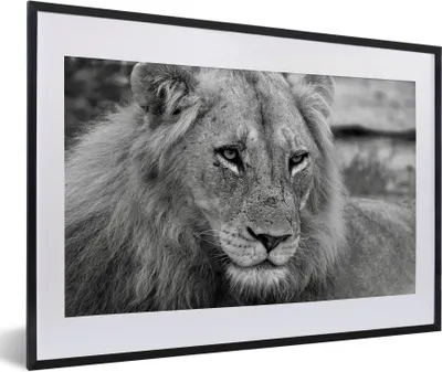 Produktbild von MuchoWow® Gerahmtes Poster Löwe - Schwarz - Jagen 60x40 cm - Poster mit Schwarzem Bilderrahmen Wandposter Rahmen Foto Bilder - Schlafzimmer - Plakat in Rahmen - Drucken